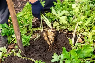 Pastinaca sativa - Echter Pastinak