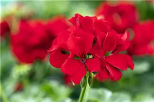 Pelargonium interspecific 'Marcada'® - Pelargonie 'Marcada'®