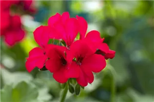 Pelargonium interspecific 'Marcada'® - Pelargonie 'Marcada'®