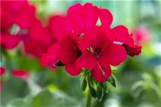 Pelargonium interspecific 'Marcada'® - Pelargonie 'Marcada'®