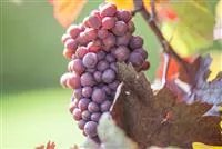 - Weinreben im eigenen Garten anbauen – so einfach geht’s!  - Weinreben im eigenen Garten anbauen – so einfach geht’s!