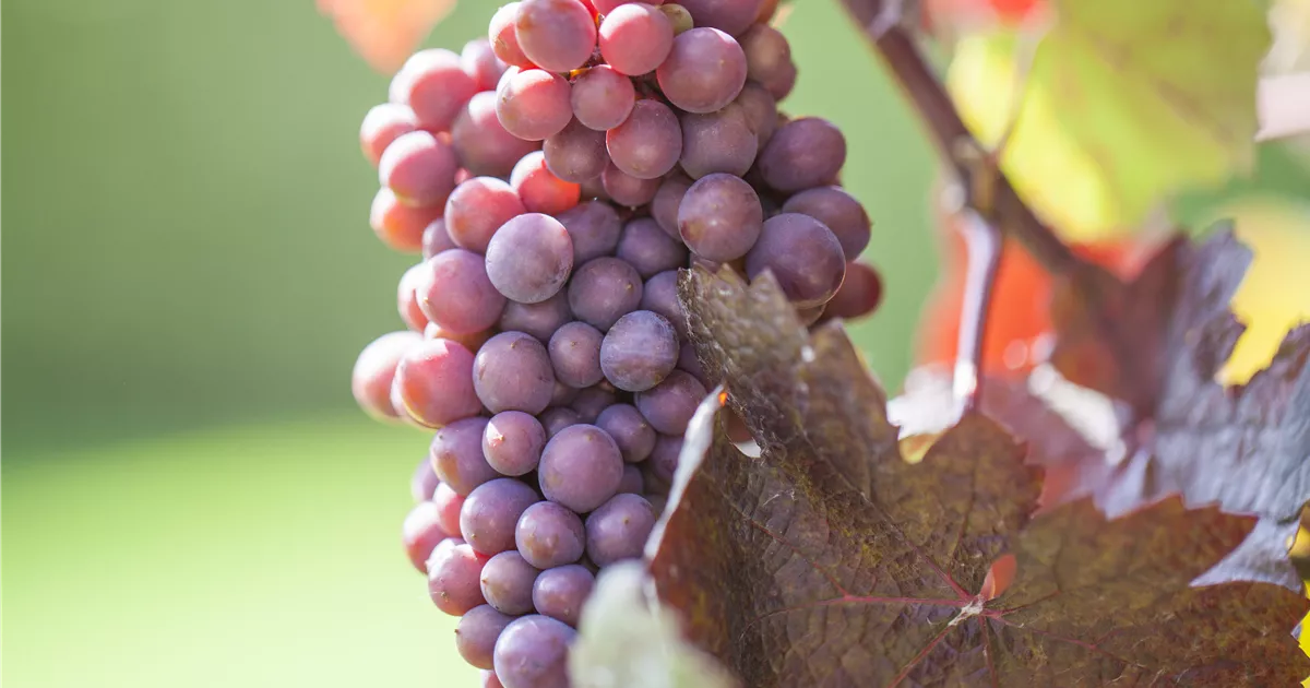  - Weinreben im eigenen Garten anbauen – so einfach geht’s!