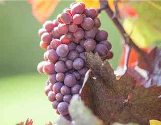 Weinreben im eigenen Garten anbauen – so einfach geht’s!