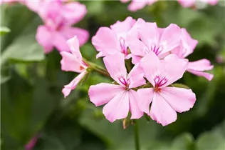 Pelargonium interspecific 'Marcada'® - Pelargonie 'Marcada'®