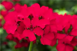 Pelargonium interspecific 'Marcada'® - Pelargonie 'Marcada'®