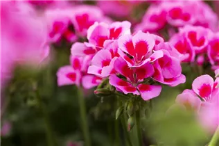 Pelargonium interspecific 'Marcada'® - Pelargonie 'Marcada'®
