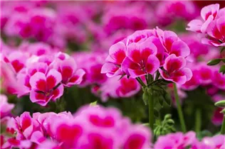 Pelargonium interspecific 'Marcada'® - Pelargonie 'Marcada'®