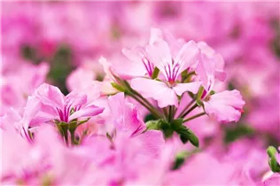 Pelargonium interspecific 'Marcada'® - Pelargonie 'Marcada'®