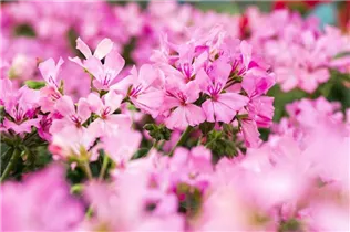 Pelargonium interspecific 'Marcada'® - Pelargonie 'Marcada'®