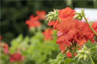 Pelargonium interspecific 'Marcada'® - Pelargonie 'Marcada'®