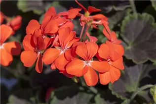 Pelargonium interspecific 'Sarita' - Pelargonie 'Sarita'