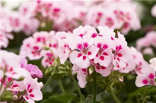 Pelargonium interspecific 'Sarita' - Pelargonie 'Sarita'