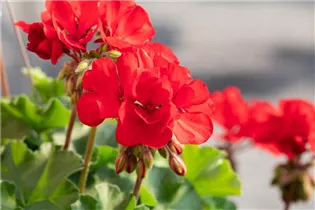 Pelargonium interspecific 'Sarita' - Pelargonie 'Sarita'