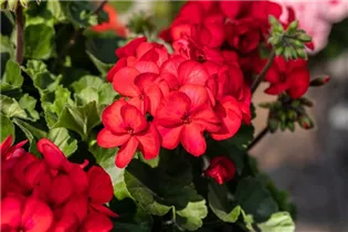 Pelargonium interspecific 'Sarita' - Pelargonie 'Sarita'