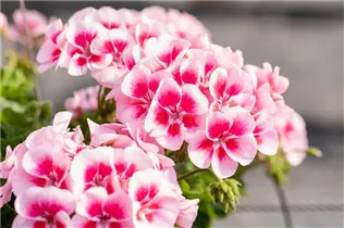 Pelargonium interspecific 'Sarita' - Pelargonie 'Sarita'