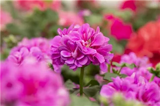 Pelargonium peltatum 'Atlantic' - Hängegeranie 'Atlantic'