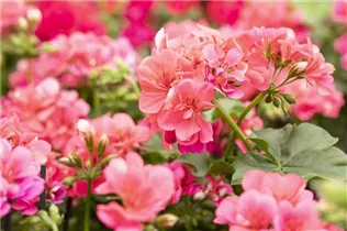 Pelargonium peltatum 'Atlantic' - Hängegeranie 'Atlantic'