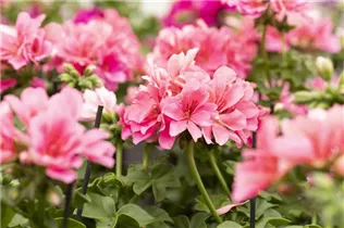 Pelargonium peltatum 'Atlantic' - Hängegeranie 'Atlantic'