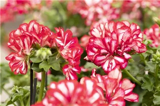Pelargonium peltatum 'Atlantic' - Hängegeranie 'Atlantic'
