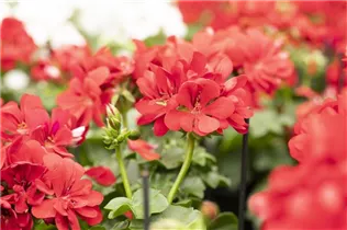 Pelargonium peltatum 'Atlantic' - Hängegeranie 'Atlantic'