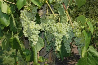  - Vitis vinifera 'Romulus'