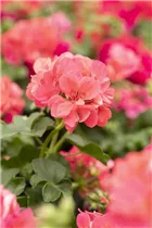 Pelargonium peltatum 'Atlantic' - Hängegeranie 'Atlantic'
