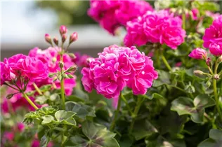 Pelargonium peltatum 'Atlantic' - Hängegeranie 'Atlantic'