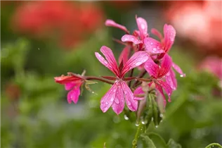 Pelargonium peltatum 'Balcon' - Pelargonium peltatum 'Balcon'