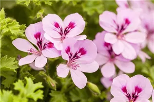 Pelargonium peltatum 'Lemona' - Hängegeranie 'Lemona'