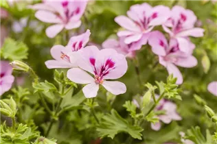 Pelargonium peltatum 'Lemona' - Hängegeranie 'Lemona'