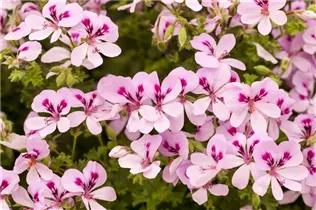 Pelargonium peltatum 'Lemona' - Hängegeranie 'Lemona'