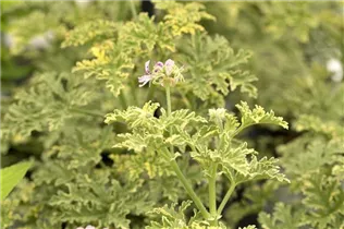 Pelargonium peltatum 'Lemona' - Hängegeranie 'Lemona'