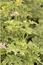 Pelargonium peltatum 'Lemona' - Hängegeranie 'Lemona'