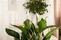 - Wie ausgefuchst! Zimmerpflanzen als natürliche Luftreiniger  - Wie ausgefuchst! Zimmerpflanzen als natürliche Luftreiniger