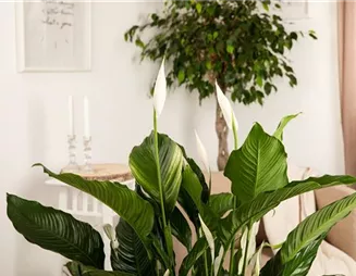 Wie ausgefuchst! Zimmerpflanzen als natürliche Luftreiniger