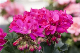 Pelargonium zonale 'Candy Idols'® - Pelargonium zonale 'Candy Idols'®