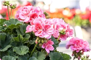 Pelargonium zonale 'Candy Idols'® - Pelargonium zonale 'Candy Idols'®