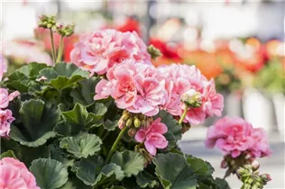 Pelargonium zonale 'Candy Idols'® - Pelargonium zonale 'Candy Idols'®