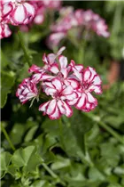 Pelargonium peltatum 'Mexikanerin' - Hängegeranie 'Mexikanerin'