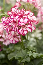 Pelargonium peltatum 'Mexikanerin' - Hängegeranie 'Mexikanerin'