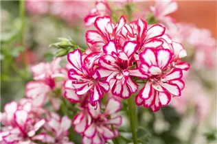 Pelargonium peltatum 'Mexikanerin' - Hängegeranie 'Mexikanerin'