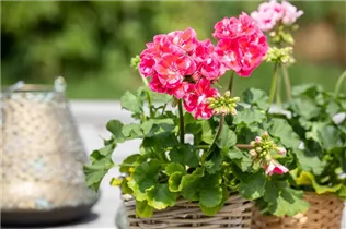 Pelargonium zonale 'Dolce Vita' - Zonal-Pelargonie 'Dolce Vita'