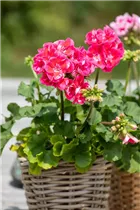 Pelargonium zonale 'Dolce Vita' - Zonal-Pelargonie 'Dolce Vita'