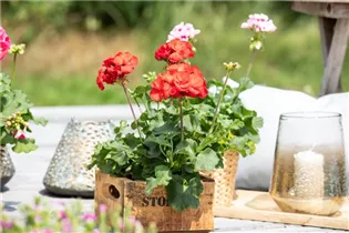 Pelargonium zonale 'Dolce Vita' - Zonal-Pelargonie 'Dolce Vita'