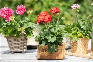 Pelargonium zonale 'Dolce Vita' - Zonal-Pelargonie 'Dolce Vita'