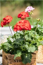 Pelargonium zonale 'Dolce Vita' - Zonal-Pelargonie 'Dolce Vita'