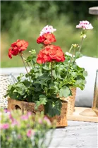 Pelargonium zonale 'Dolce Vita' - Zonal-Pelargonie 'Dolce Vita'