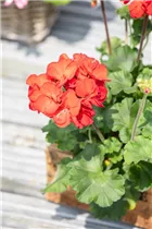 Pelargonium zonale 'Dolce Vita' - Zonal-Pelargonie 'Dolce Vita'