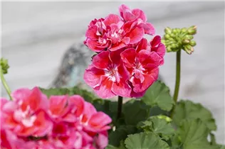 Pelargonium zonale 'Dolce Vita' - Zonal-Pelargonie 'Dolce Vita'