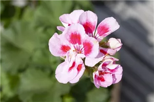 Pelargonium zonale 'Dolce Vita' - Zonal-Pelargonie 'Dolce Vita'